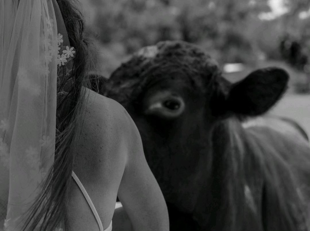 Florida Wedding - Cow