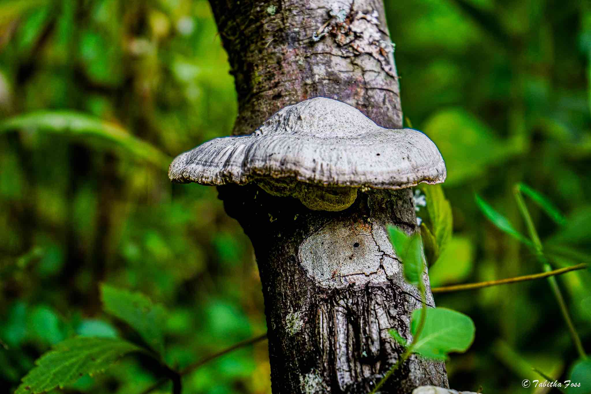 Mushroom Photo