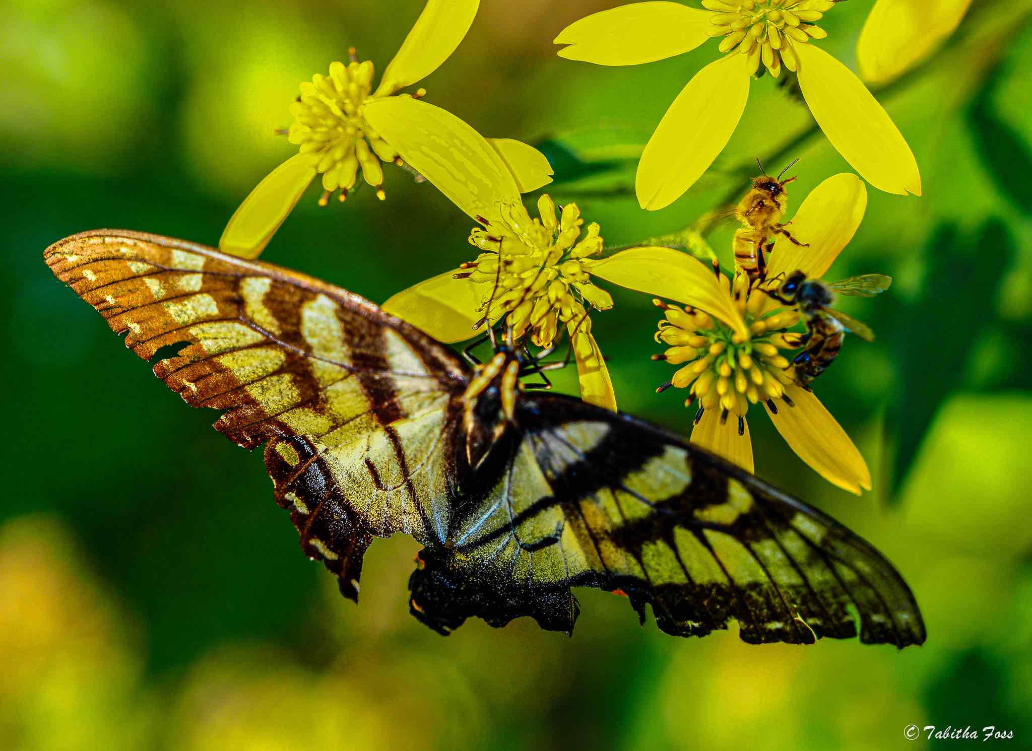 Nature Photography