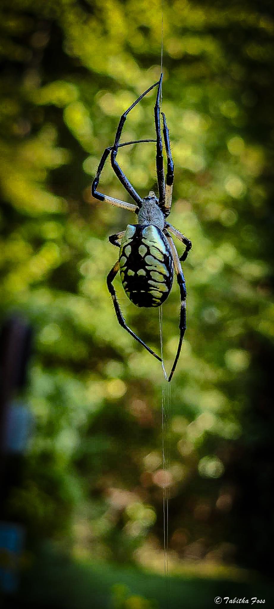 Spider 2
